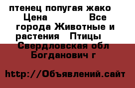 птенец попугая жако  › Цена ­ 60 000 - Все города Животные и растения » Птицы   . Свердловская обл.,Богданович г.